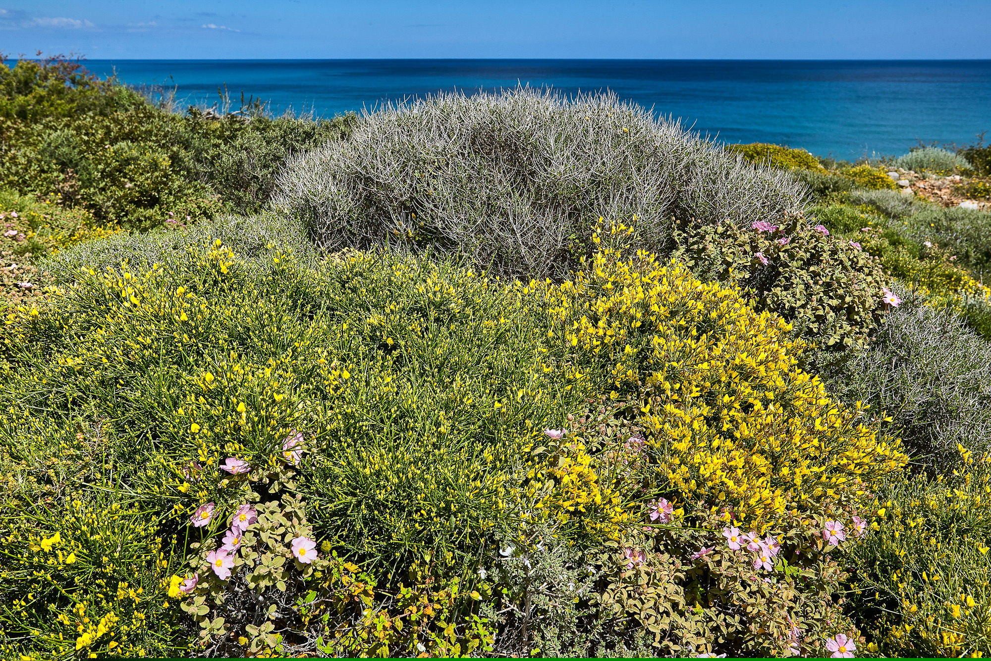 farbenfrohe Maccia